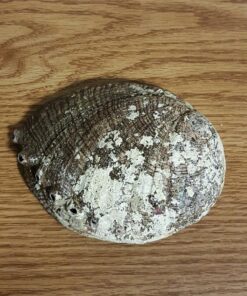 Vrinda ®Abalone Shell and 6'' Wooden Tripod Stand 25 71pTipHiZ8L