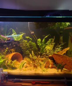 SunGrow Betta Leaves, 8”, 10 Pcs Beneficial Large Catappa Indian Almond Leaves for Overall Development in Fish Tank Aquarium, Water Conditioner Leaves Lower pH Large (8", 10 pack) 29 71pTmreNFUL