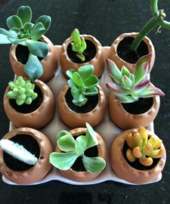 Espoma Organic Cactus Potting Soil Mix, Natural & Organic Soil for Cactus, Succulent, Palm, and Citrus grown in containers both indoors and outdoors, 4 qt, Pack of 1 4 Quart 32 71pVg1Jf9TL