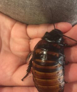 Josh's Frogs Male Madagascar Hissing Cockroach (Gromphadorhina portentosa) 31 71pXErxdkWL