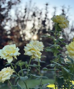 Scotts Super Bloom Water Soluble Plant Food, 2 lb - NPK 12-55-6 - Fertilizer for Outdoor Flowers, Fruiting Plants, Containers and Bed Areas - Feeds Plants Instantly 55 71pYn 0rXxL