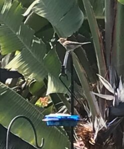 More Birds Dish SeedFeed, 1 Count (Pack of 1) 1 Count (Pack of 1) 42 71paE3c9hLL