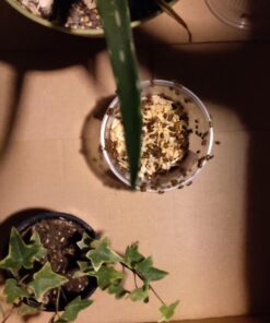 Bazos 1500 Live Ladybugs - Good Bugs - Ladybugs - Ladybugs for Garden - Guaranteed Live Delivery (1500) 17 71pdJKLIVSL