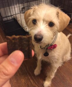 Triumph Dog Turkey, Pea, & Berry Grain Free Jerky, 24-Ounce 1.5 Pound (Pack of 1) 38 71pfcdVRjL