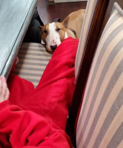 Purina Pro Plan High Calorie, High Protein Dry Dog Food, 30/20 Chicken & Rice Formula - 37.5 lb. Bag 37.50 Pound (Pack of 1) 37 71pgc1kuPSL