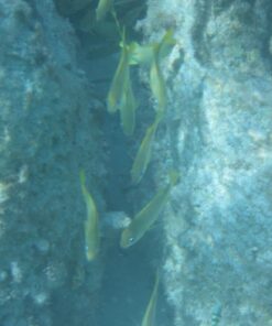 Zonman DSLR Camera Univeral Waterproof Underwater Housing Case Pouch Bag for Canon Nikon Sony Pentax Brand Digital SLR Cameras Transparent 39 71pj3q1PkTL