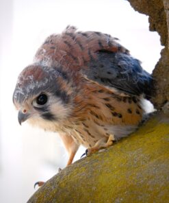 OM SYSTEM OLYMPUS M.Zuiko Digital 40-150mm F4.0-5.6 R Black For Micro Four Thirds System Camera, 3.75x Zoom Lens, Portable Design Standard Packaging 66 71pjJZ4e54L