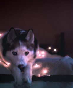 Nikon D3200 24.2 MP CMOS Digital SLR with 18-55mm f/3.5-5.6 Auto Focus-S DX VR NIKKOR Zoom Lens (Black) (OLD MODEL) Black w/ 18-55mm Base 87 71pmTBR2EQL