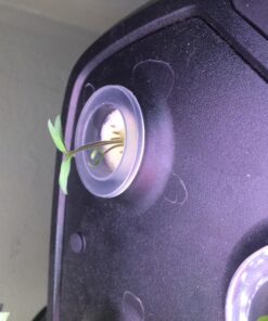 Organic Lettuce Seeds, APPR. 1,100, Lettuce Blend, Heirloom Vegetable Seeds, Certified Organic, Non GMO, Non Hybrid, USA 36 71pr axavyL