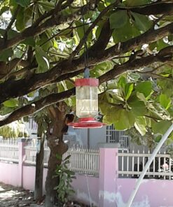 First Nature 3055 32-ounce Hummingbird Feeder 38 71prFpg0SL