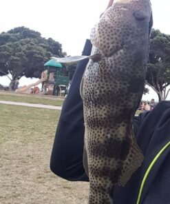 Berkley Gulp! Alive Swimming Mullet Soft Fishing Bait Chartreuse 4in - Pint 4x7 31 71pwvvNjxaL