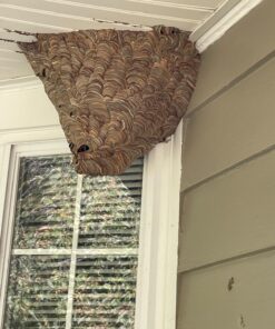 Hot Shot Wasp & Hornet Killer Spray (2 Pack), Eliminates The Nest, Sprays Up Tp 27 Feet, for Insects, 28 fl Ounce 14 71py1EJyCDL