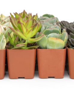 Succulents Plants Live (20PK) Potted Succulent Plants Live House Plants, Cactus Plants Live Plants Indoor Plants Live Houseplants, Indoor Plant Succulents Live Plant House Plant by Plants for Pets 20-PACK 48 71pyoOwAj5L