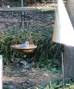 Hatortempt 10lbs Bulk Dried Mealworms - Premium Non-GMO Organic Chicken Feed, Nutritious High Protein Meal Worms- Food and Treats for Laying Hens, Wild Birds, Ducks, Reptiles, Fish, Hedgehogs, Turtles 10 Pound (Pack of 1) 29 71pzuOAFy3L