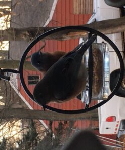 Mosaic Birds Hummble Basic Bird Feeder, M045-200, 3.4 Ounce Capacity, Clear, 1 Piece 40 71q05F2bTsL 1