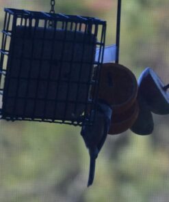 Wildlife Sciences High Energy Suet Cake 10 Pack 35 71q2 xn974L