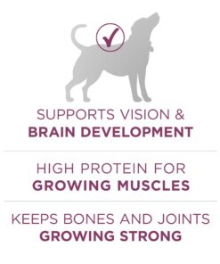 Purina ONE Plus Healthy Puppy Formula High Protein Natural Dry Puppy Food with added vitamins, minerals and nutrients - 8 lb. Bag Dry Food Chicken 8.00 Pound (Pack of 1) 20 71q6C1AmzXL