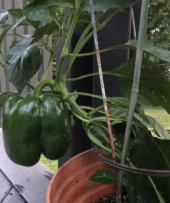 Fox Farm Liquid Plant Fertilizer: Big Bloom, Grow Big, Tiger Bloom (Pack of 3-16 oz. Bottles) 1 Pint Each + Twin Canaries Chart & Pipette 29 71q7l5vDdKL