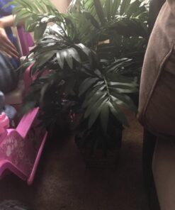 Nearly Natural 6556 Bamboo Palm with Wicker Basket Silk Plant,Green 15 71q7uhiVaFL