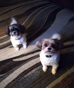 Pet 'n Shape Chik 'n Breast Jerky Dog Treats - 1 Pound Chicken 1 Pound (Pack of 1) 21 71q8MxMgRL