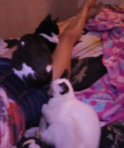 Activate II Flea and Tick Prevention for Dogs | 4 Count | Small Dogs 4-10 lbs | Topical Drops | 4 Months Flea Treatment 36 71q8O6YB9ML