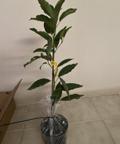 Brighter Blooms - Cold Hardy Avocado Tree, 1-2 Ft. - Indoor/Outdoor Potted Avocado Tree to Grow Your Own - No Shipping to AZ 1-2 ft. 17 71q93E6dqUL