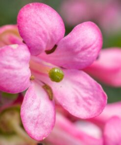 OM SYSTEM OLYMPUS M.Zuiko Digital ED 30mm F3.5 Macro For Micro Four Thirds System Camera, Compact Macro lens, 1.25x Image Maginification, Fast AF, Beautiful Bokeh Base 42 71qCGQT4S L