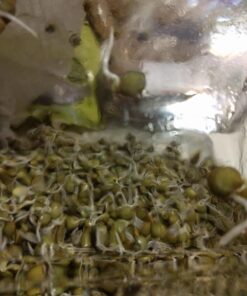 Todd's Seeds® Broccoli and Friends Sprouting Seed Mix, One Pound 46 71qCkAY02EL