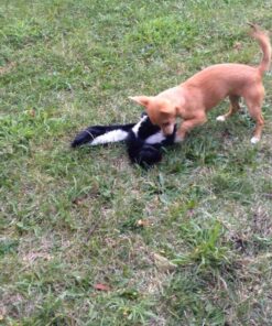 SPOT Mini Skinneeez | Stuffless Dog Toy with Squeaker For All Dogs | Tug-Of-War Toy For Small and Large Breeds | 14" | Skunk Design | By Ethical Pet 9 71qDbNL7lnL