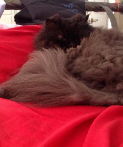 Nikon Coolpix L330 Digital Camera (Black) 29 71qDlU4OsdL