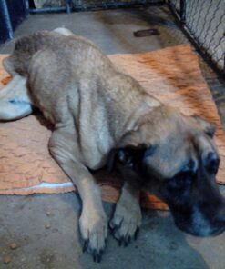 Purina Pro Plan High Protein, Digestive Health Large Breed Dry Dog Food, Chicken and Rice Formula - 34 Lb. Bag Chicken & Rice 34.00 Pound (Pack of 1) 50 71qEXSpP1L