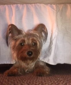 Best Bully Sticks 12 Inch All-Natural Odor Free Bully Sticks for Dogs - 12” Fully Digestible, 100% Grass-Fed Beef, Grain and Rawhide Free | 12 Pack 12" (12 Pack) 35 71qHPFX2PkL