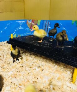 Premier Chick Brooder Heating Plate - 16" x 24" 27 71qHREBNgL