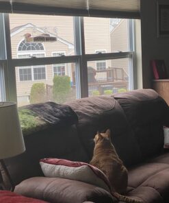 Extra Large Window Bird Feeders for Outside - Clear Bird Feeders for Viewing - Extra Strong Suction Cup Bird Feeder Window - Drainage Holes, Detachable Large Seed Tray, and Rubber Perch for Wild Birds Rectangular 31 71qIiX tnEL