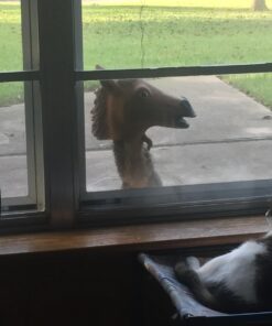 Hill's Science Diet Dry Cat Food, Adult 11+ for Senior Cats, Chicken Recipe, 15.5 lb. Bag 15.5 Pound (Pack of 1) 39 71qLTcRv64L