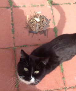 Master Magnetics - Magnetic Sweeper with Wheels, 14.5” - Pick up Nails, Needles, Screws and More 07263 58 71qLXTrQu L