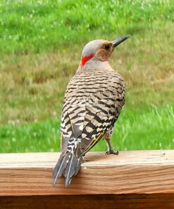 Lyric Fine Tunes Wild Bird Seed - No Waste Bird Food Mix - Attracts Bluebirds, Finches, Chickadees & More - 15 lb. Bag 15.00 Pound (Pack of 1) Seed Mix 34 71qLmVQEL