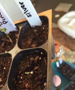 Plant Theatre Bonsai Tree Kit - Indoor Plant Growing Kit w/ 3 Mini Bonsai Seed Packs, 6 Pots, 6 Peat Discs and 6 Propagator Bags - Gardening Gifts for Men, Women and Room Decor - Crafts for Adults 43 71qOtVLC5KL