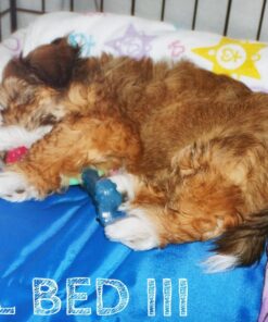 K&H Pet Products Cool Bed III Dog Cooling Mat, Cooling Dog Beds for Small Dogs, Dog Cooling Mat for Dog Carrier, Outdoor Dog Bed Cooling Pad for Dog, Pet Cooling Mat - Blue Small 17 X 24 Inches 24.0"L x 17.0"W x 2.0"Th 24 71qSesN4zDL 1