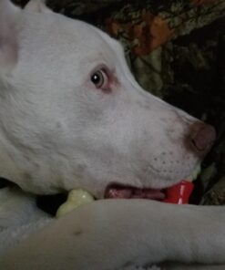 Nylabone Power Chew Double Bone Long Lasting Chew Toy for Dogs Medium - Up to 30 lbs. Medium up to 35 lbs. 39 71qT7Gj3sWL