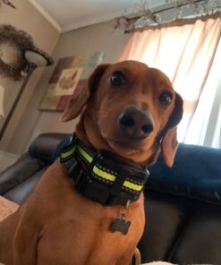 PetYeah Dog Bark Collar-5 Adjustable Sensitivity and Intensity Levels-Dual Anti-Barking Modes-Rechargeable/Rainproof/Reflective -No Barking Control Dog Shock Collar for Small Medium Large Dog 36 71qUCFU3ML