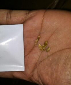 Plant Theatre Bonsai Tree Kit - Indoor Plant Growing Kit w/ 3 Mini Bonsai Seed Packs, 6 Pots, 6 Peat Discs and 6 Propagator Bags - Gardening Gifts for Men, Women and Room Decor - Crafts for Adults 50 71qVZxS675L