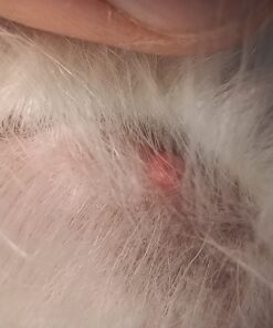 MG Chemicals 403A 134A Super Cold Spray, 400g (14 oz) Aerosol Can 14 ounces 12 71qVd42OYJL