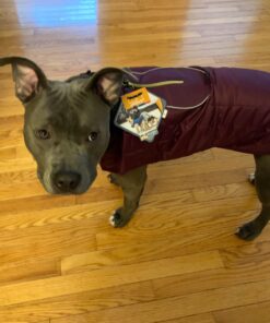 Kurgo Loft Dog Jacket, Reversible Dog Coat, Wear with Harness or Sweater, Water Resistant, Reflective, Winter Coat For Large Dogs (Coastal Blue, XL) Extra Large Coastal Blue/Orange 64 71qZmyA7AuL