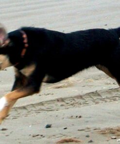 IAMS Adult Minichunks Small Kibble High Protein Dry Dog Food with Real Chicken, 15 lb. Bag 0 15 Pound (Pack of 1) 42 71qZvXoTipL