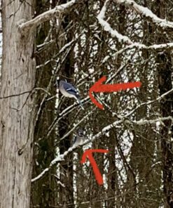 Woodlink Going Green Platform Bird Feeder Model GGPLAT 55 71qbXq1fmL