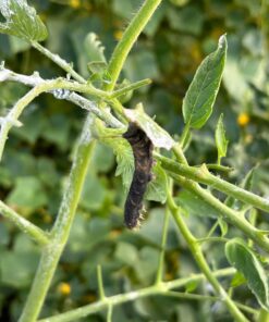 Monterey LG6332 Bacillus Thuringiensis (B.t.) Worm & Caterpillar Killer Insecticide/Pesticide Treatment Concentrate, 16 oz 1 pint (16 oz.) 33 71qcWHBXoCL