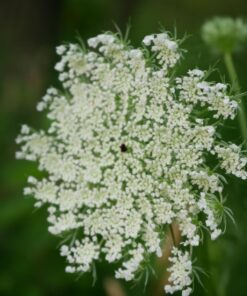 OM SYSTEM OLYMPUS M.Zuiko Digital 14-42mm F3.5-5.6 EZ Black For Micro Four Thirds System Camera, Compact 3x zoom Lens 35 71qdPDl6LUL