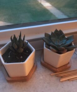 Espoma Organic Cactus Potting Soil Mix, Natural & Organic Soil for Cactus, Succulent, Palm, and Citrus grown in containers both indoors and outdoors, 4 qt, Pack of 1 4 Quart 33 71qdrAsUJ1L