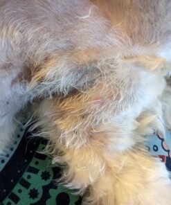 Pet Honesty Dog Allergy Relief Immunity - Dog Allergy Chews, Probiotics for Dogs, Seasonal Allergies, Skin and Coat Supplement, Allergy Itch Relief for Dogs (Salmon) Salmon Single 32 71qe7nsMGQL